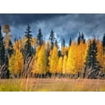 thumbnail image 2 of Drost, David 14x12 Gold Ornate Wood Framed with Double Matting Museum Art Print Titled - Through the Yellow Trees I, 2 of 4
