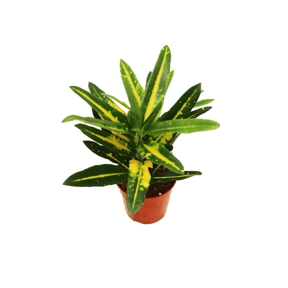 Gold Dust Croton - 4'' from California Tropicals