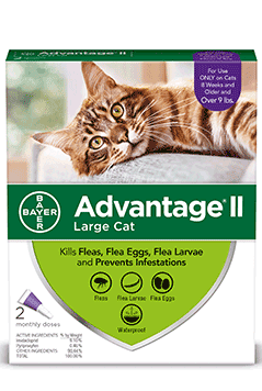 advantage large cat