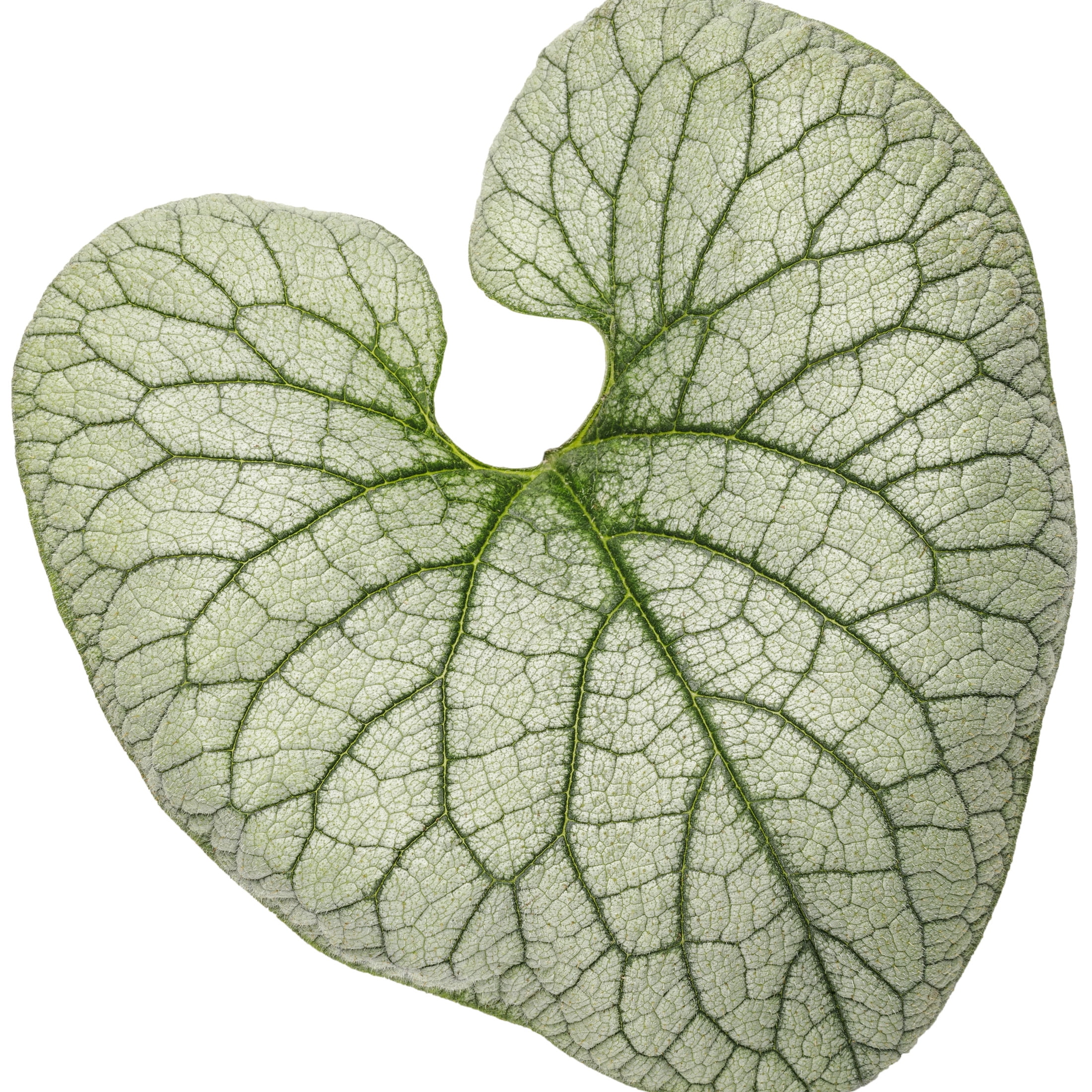 Proven Winners 5" 'Queen of Hearts' Heartleaf Brunnera Live Plant in 4.5" Pot (4 Count)
