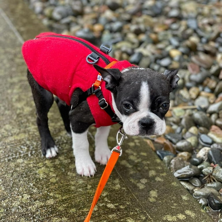 Boston terrier jacket sale