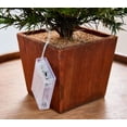 thumbnail image 2 of Home Reflections 37" Illuminated Potted Tree, 2 of 3