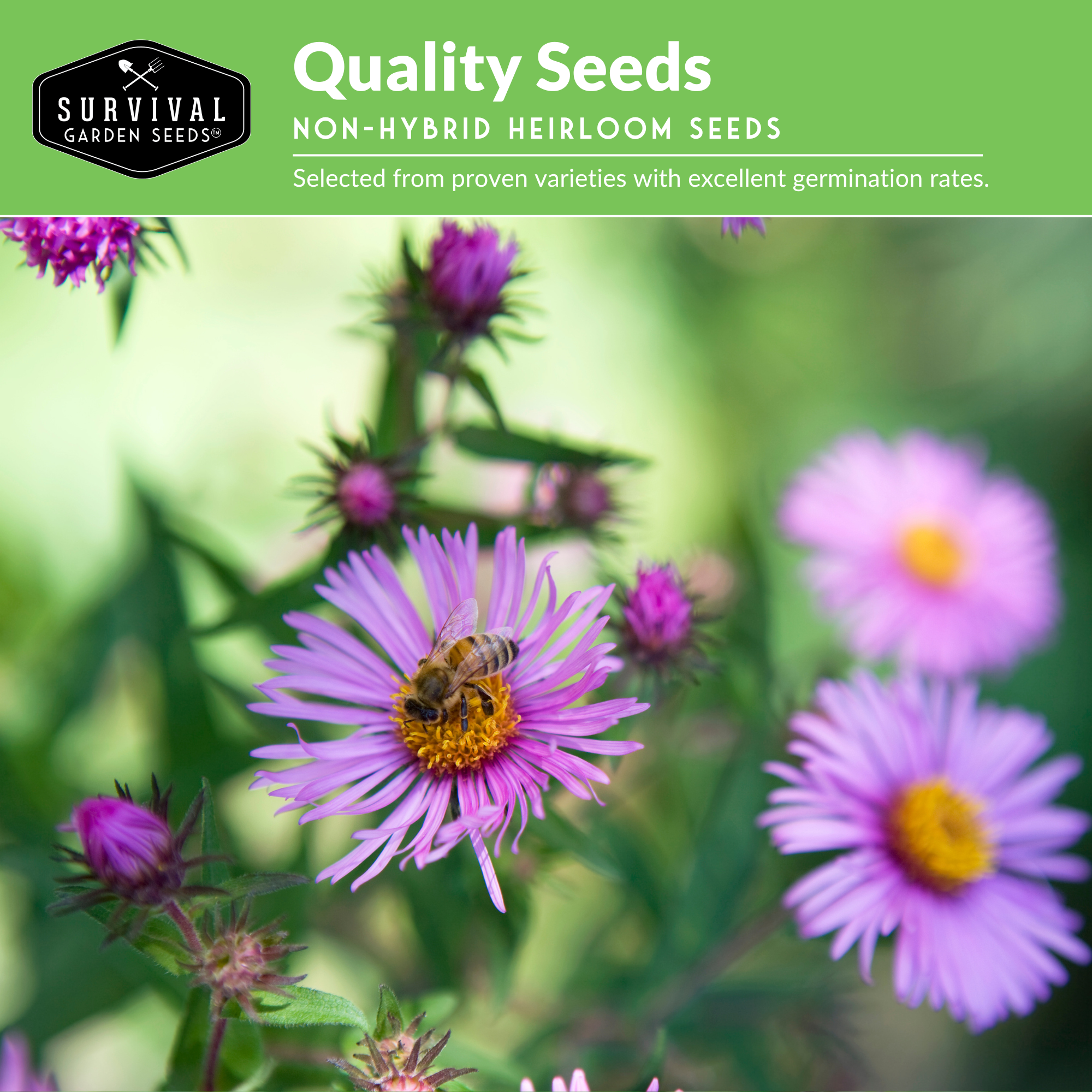 24 Native Flower Seeds - Wildflowers & Ornamental Grasses - Attracts Bees - Zone 3-10