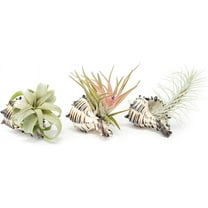 Black Murex Seashells with Tillandsia Streptophylla, Velutina, & Funckiana Air Plants - Wholesale and Bulk - Succulents - Live Tillandsia - Easy Care Indoor and Outdoor House Plants (Pack of 3)