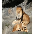 thumbnail image 3 of Zoo Duvet Cover Set, Male and Female Lions Basking in the Sun Wild Cats Habitat King of Jungle, Decorative 3 Piece Bedding Set with 2 Pillow Shams, King Size, Pale Brown Grey Yellow, by Ambesonne, 3 of 3