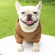 thumbnail image 5 of Ropa abrigada para perros pequeños, atuendos para cachorros, sudaderas con capucha para perros, abrigo para chihuahua, ropa para mascotas, 5 of 5
