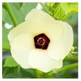 Okra Seeds Red Burgundy NonGMO Seeds for Planting, 1 Pound Low