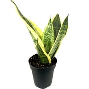Sansaveria Futura Superba Snake Plant Air Purifying House Plants, 4 Pot