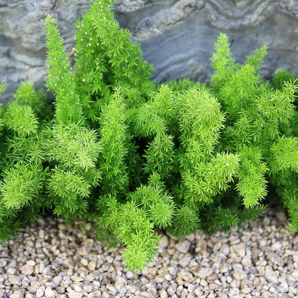 Asparagus Fern Seeds A. densiflorus meyerii Approx 100 Seeds