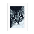 thumbnail image 1 of Animal Cool Gray Cat fotografía Marco de Fotos de escritorio imagen Blanco Pintura arte 5x7 pulgadas, 1 of 4