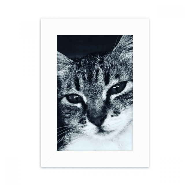 Animal Cool Gray Cat fotografía Marco de Fotos de escritorio imagen Blanco Pintura arte 5x7 pulgadas