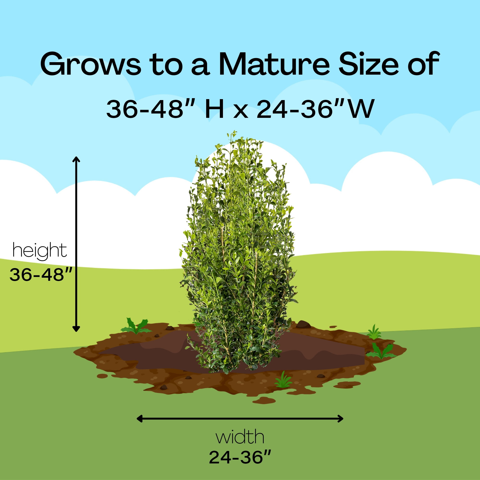 Better Boxwood Heritage Live Shrub in 2-Gallon Grower Pot