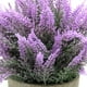thumbnail image 4 of Arreglos de lavanda de plástico con flores artificiales en macetas para la decoración del jardín del hogar., 4 of 4