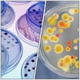 thumbnail image 2 of HORIALENCE 30Pcs Transparent Plastic Petri Dish Set for Culture Experiments Disposable 90mm, 2 of 8