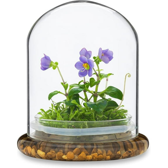 Award Winning: Persian Violet with Sundew Moss - Live Flower Terrarium in Self Sustaining Glass Jar, Maintenance Free and Blooms All-Season, Great Unique Gift and Home Decor, 100% Growth Guarantee