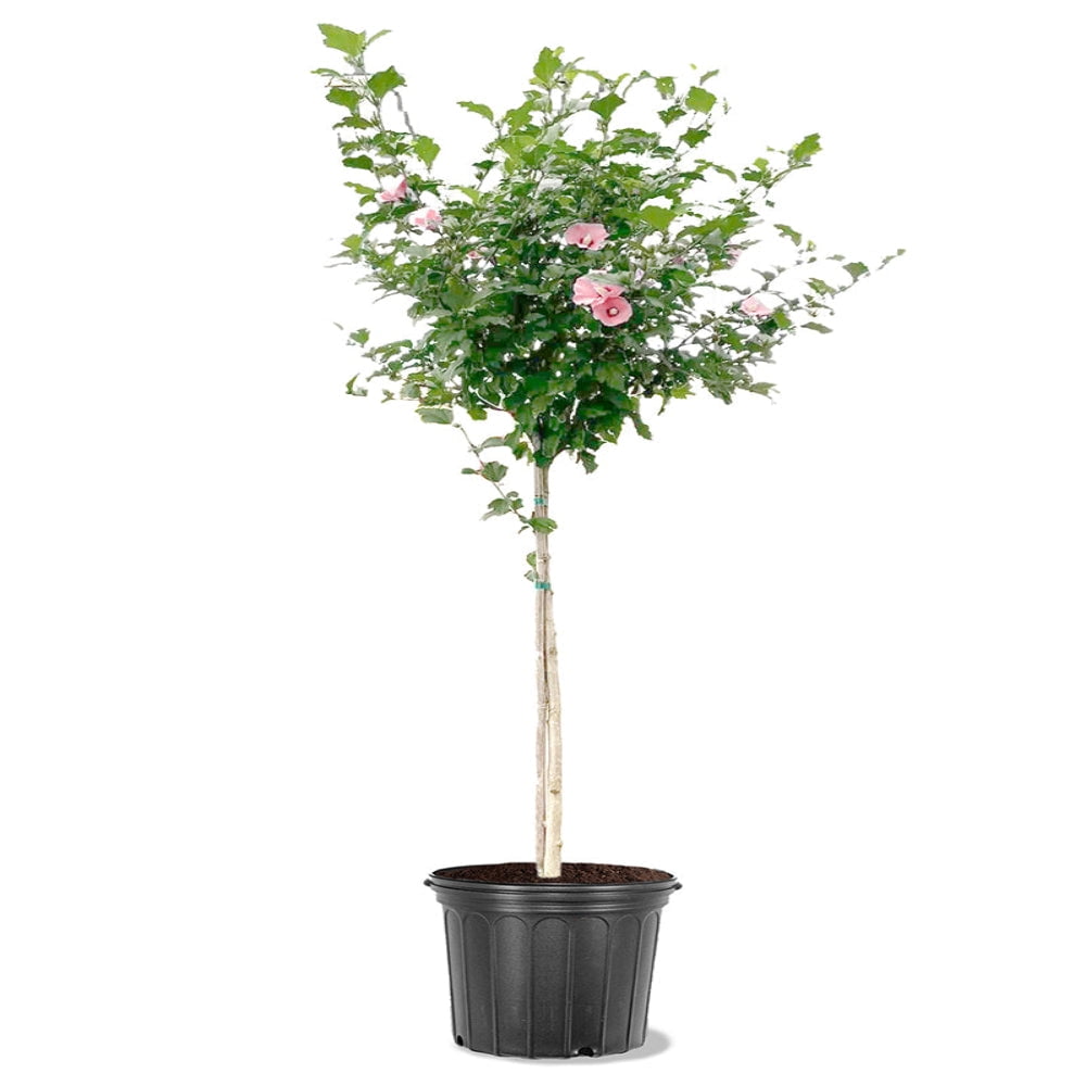 Expert Gardener 1.5-2 ft tall Red Japanese Maple Live Tree in 3