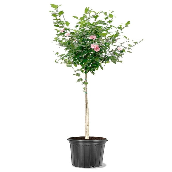 Expert Gardener 2-3 ft tall Red Althea Tree Form Live Tree in 5-Gallon Grower Pot