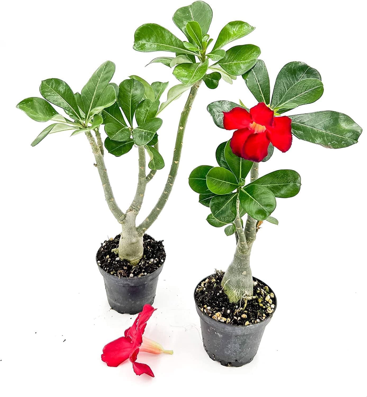 ragnaroc Live Succulents – Adenium Obesum Desert Rose 6-12” tall in 4” pot - 1ct - Color when flowering may be Pink or Red, Bonsai Caudex - Live Arrival Guaranteed - House Plants for Home Decor & Gift