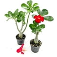 thumbnail image 2 of ragnaroc Live Succulents – Adenium Obesum Desert Rose 6-12” tall in 4” pot - 1ct - Color when flowering may be Pink or Red, Bonsai Caudex - Live Arrival Guaranteed - House Plants for Home Decor & Gift, 2 of 7
