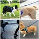 thumbnail image 5 of Correa de Entrenamiento para Perro Mr. Pets Resistente azul Unitalla, 5 of 7