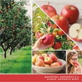 thumbnail image 3 of Yankee Candle Macintosh Concentrated Room Spray 3-Pack, 3 of 5