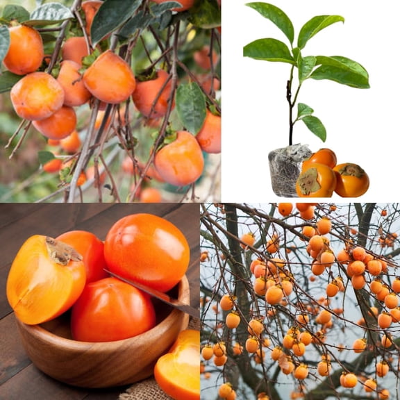 American Persimmon Tree Live Plant, Persimmons Fruit Plant Live, Zone 9 to 11, 5 to 7 Inc Tall Well Rooted
