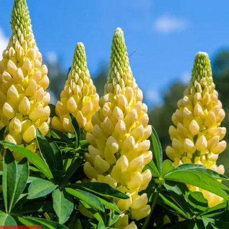 30 Gallery Yellow Lupine Seeds