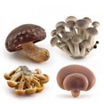 thumbnail image 4 of PENGXIANG Figurine de Champignon Coloré Vivant Inaltérable Mini Simulation de Paysage Décor de Jardin Miniature, 4 of 10