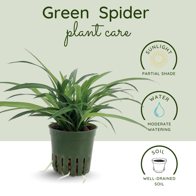 Live Green Spider Plant, Compact 3-5 Inch Starter, Solid Green Spider Plants  for Indoor or Outdoor Spaces - Walmart.com