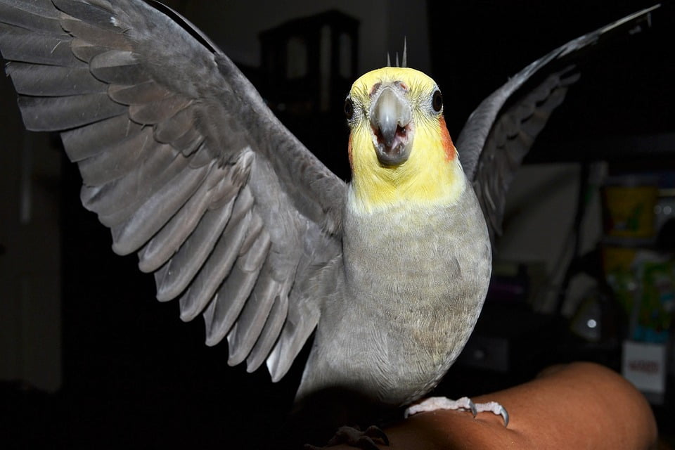 Featured image of post Anime Cockatiel Art