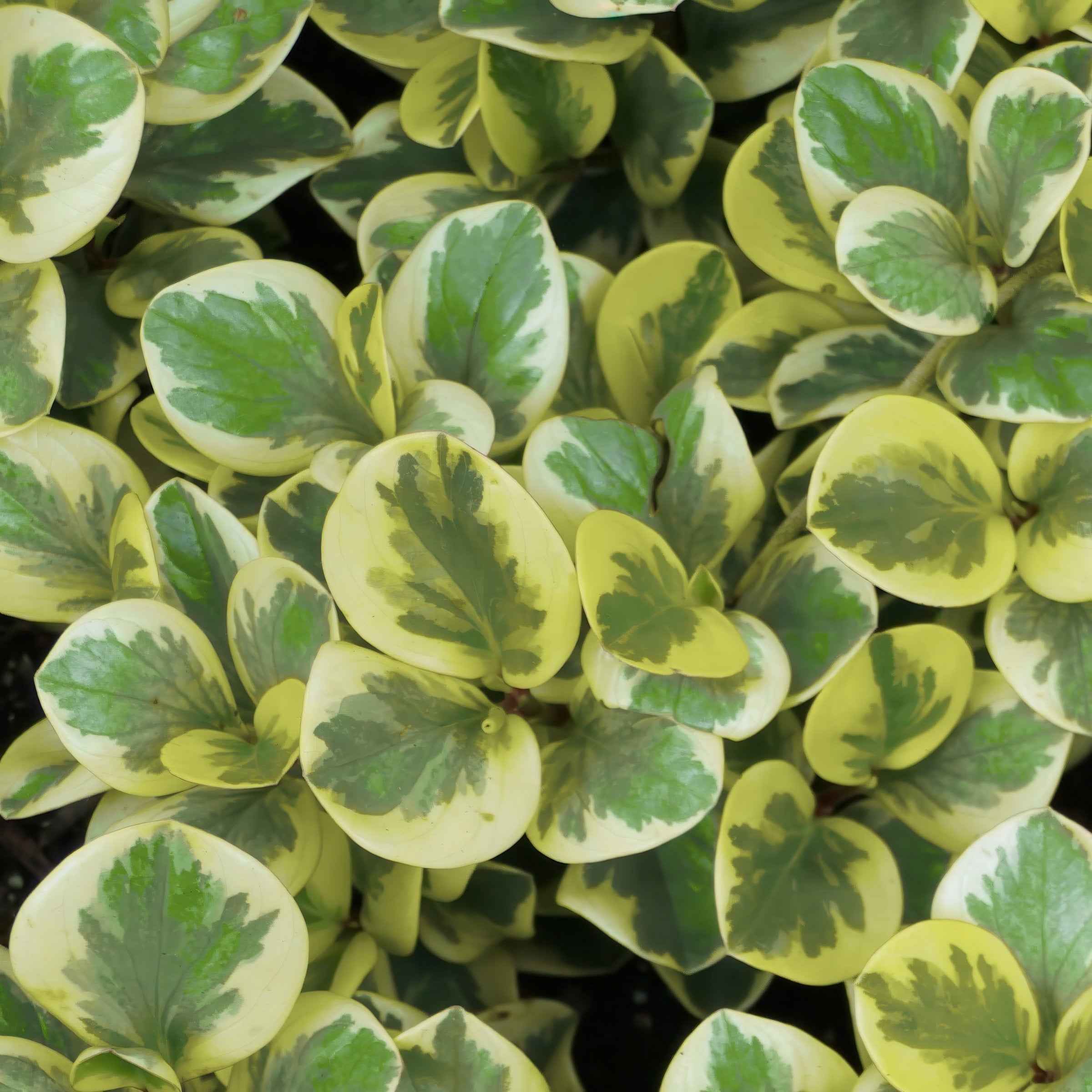 6 in. Peperomia Citrus Twist Plant in Grower Container