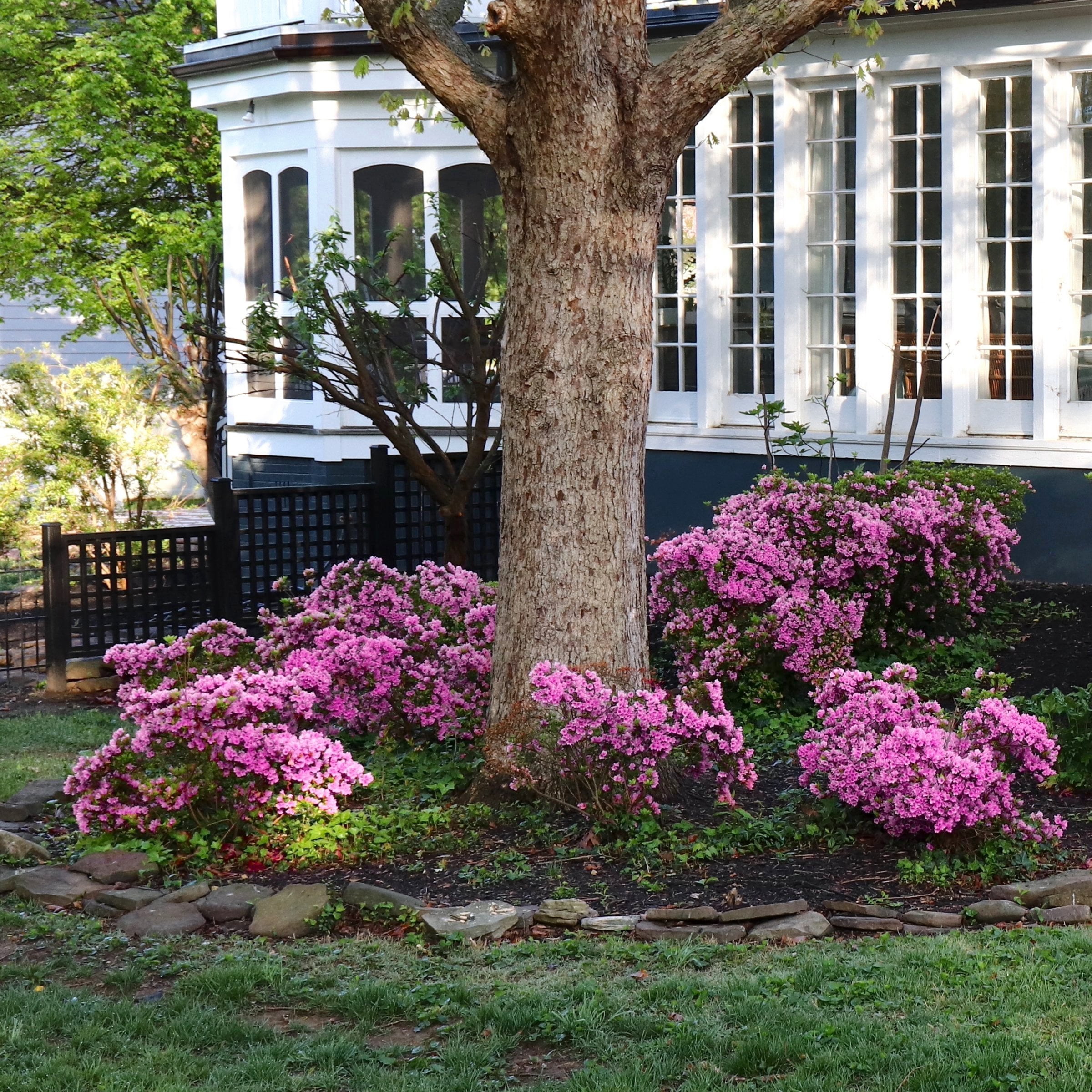National Plant Network 4 in. Azalea FlorAmore Lavender (3-Pack)