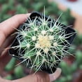 thumbnail image 5 of Rare Cactus Succulent Plants | Live House Plants for Home, Office, and Garden Decoration., 5 of 11