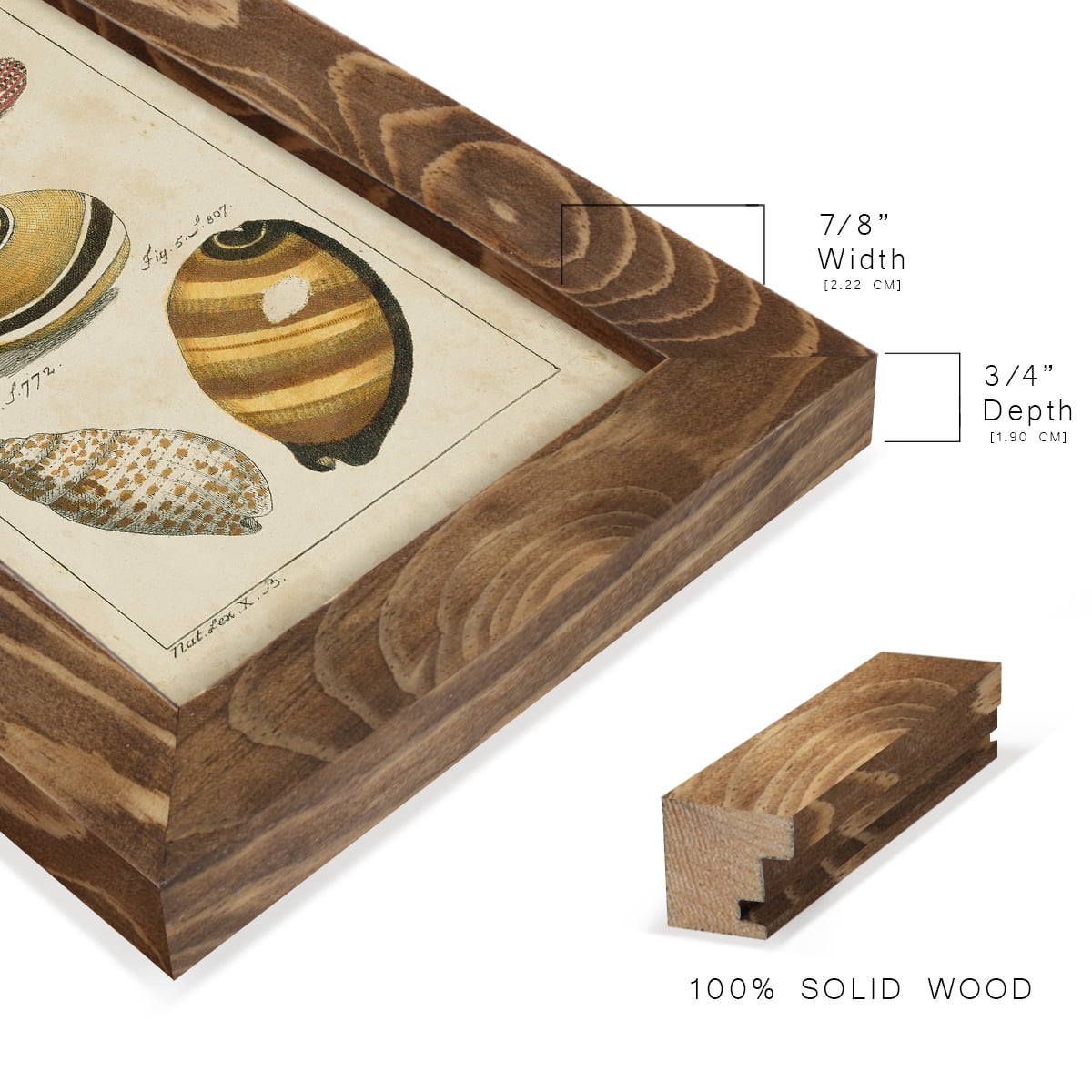 Vintage Shell Study IV -Framed Print w/glass-Walnut