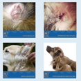 thumbnail image 4 of Quick Effect Treatment For Ear Inflammations Keep Pet Ears Clean And Healthy, 4 of 5