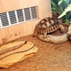 thumbnail image 4 of 1 rollo de almohadilla de fibra de Coco, almohadilla de fibra de Coco, alfombra para suelo de mascotas reptiles, revestimiento de Coco para decoración de jardín y macetero para mascotas, 4 of 5