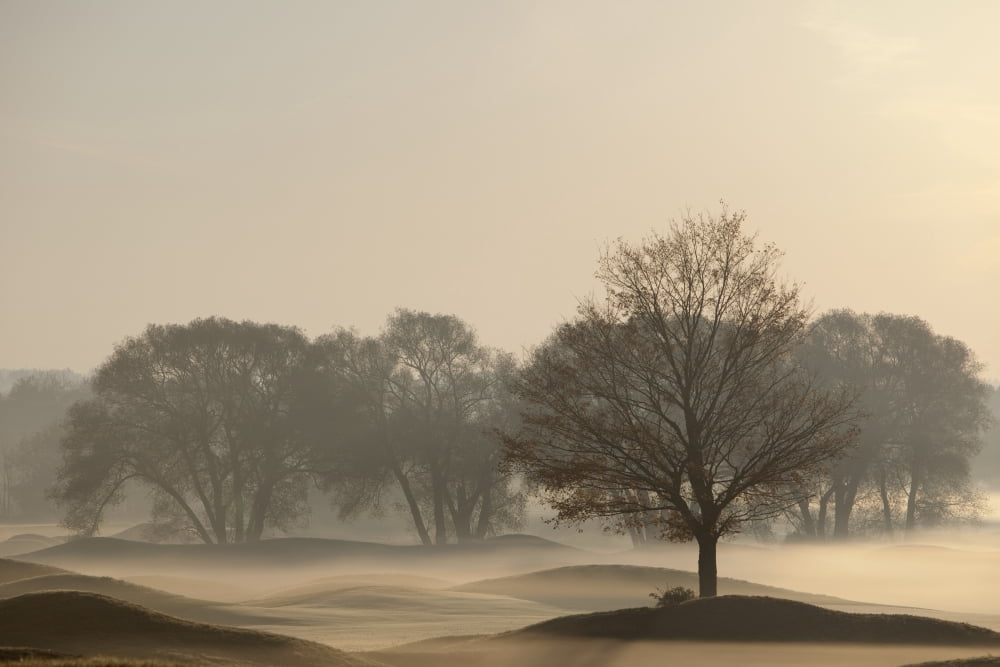 Trees On Golf Cours