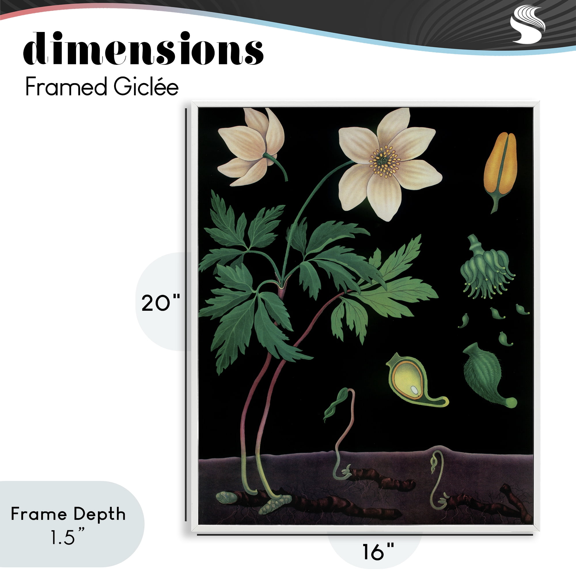Stupell Industries Sprouting Wildflower Illustrations White Framed Giclee Art, design by Vintage Hustle