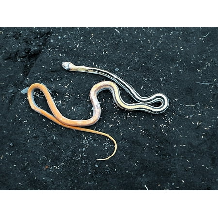 Download Alabama Snake Poster Pics