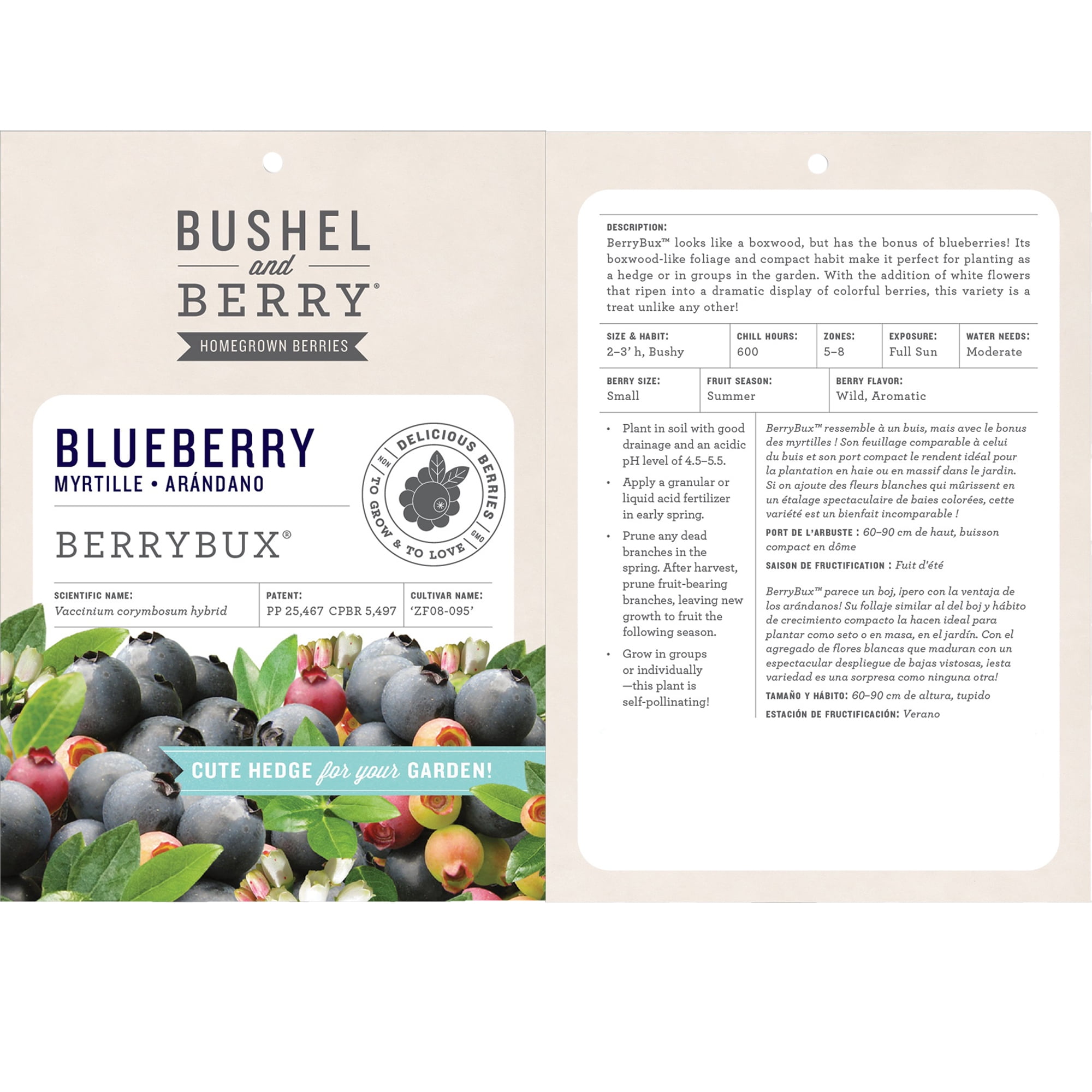 Bushel & Berry Blueberry Berrybux Live Shrub in 2-Gallon Grower Pot