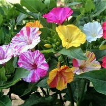 Four O'Clock BI-COLORED Mix 25 Seeds - Mother Nature's Seeds - Wildflower Seeds - Flower Seeds for Planting - Non-GMO