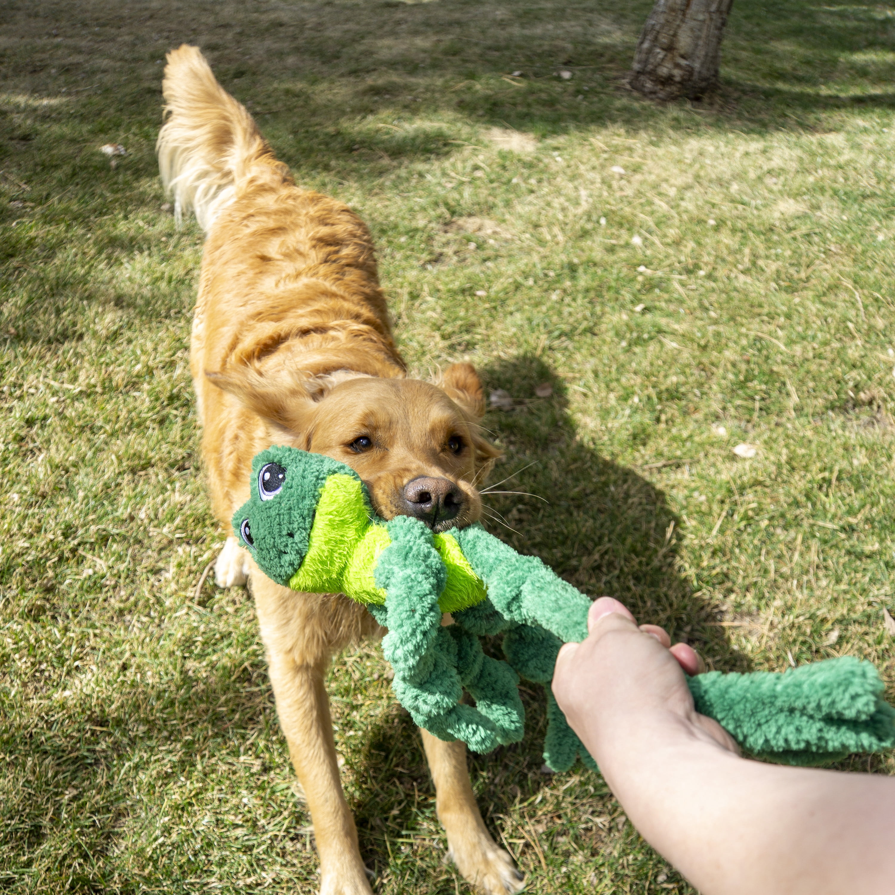 KONG® Knots Squeaker Dog Toy, Frog, Large/Extra Large