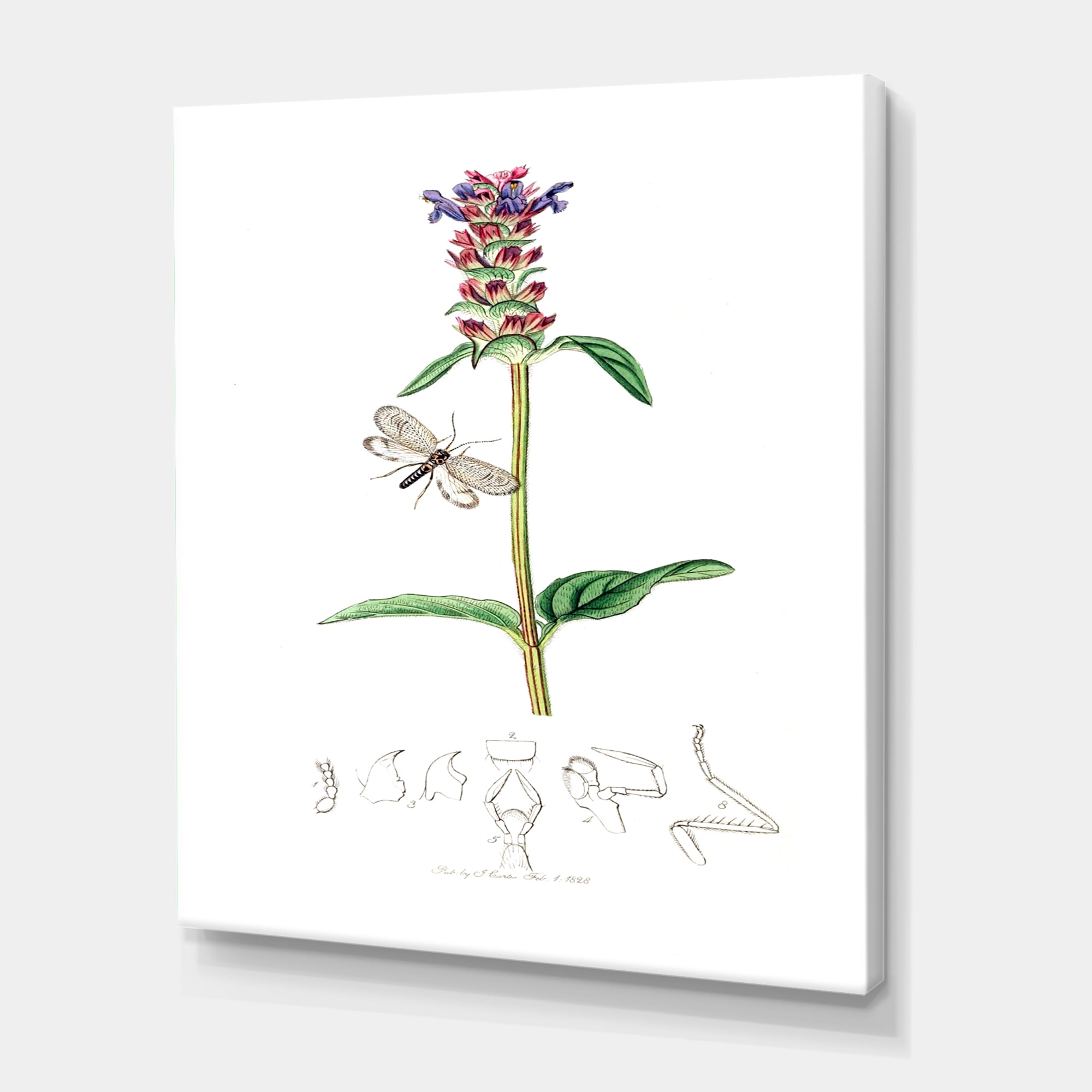 Designart ' Ancient Insects and Plants II ' Farmhouse Canvas Wall Art Print