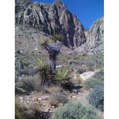 Canvas Print Cactus Hiking Desert Trail Mountains Valley Path Stretched Canvas 10 x