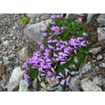 thumbnail image 6 of 50 ALPINE PENSTEMON Davidsonii Davidson's Beardtongue Purple Flower Seeds, 6 of 11