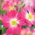 Pink Drift Rose (2 Gallon) Low-Growing Groundcover Deciduous Flowering ...