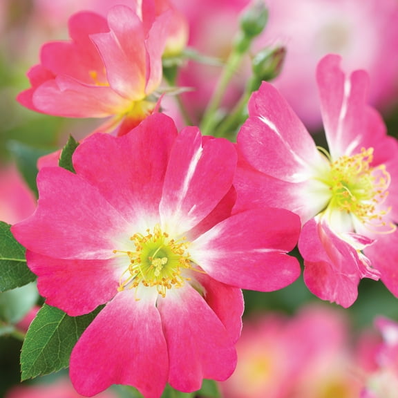 Pink Drift Rose (1 Gallon) Low-Growing Groundcover Deciduous Flowering Shrub - Full Sun Live Outdoor Plant