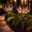 purple, variant on Maspost Solar Pink Violet Garden Stake Lights, 2 pack 6-Head LED Warm White Outdoor Flower Lights for Yard, Lawn, Patio