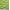 Light Green, variant on Soimoi Green Cotton Duck Fabric Check & Insect Print Fabric by Yard 42 Inch Wide