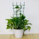 thumbnail image 3 of Soporte de flores de 6 piezas + bridas para cables de 20 piezas deje un mensaje al realizar un pedido Soporte de flores para trepar plantas ANGGREK Otros, 3 of 8
